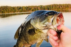 Smallmouth Bass Close-Up on a Remote Shore