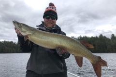 Cold-Front Muskie Landed Near Timber Shore