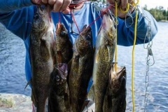 Full Stringer of Walleye from Remote Fly-In Outpost