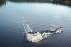Walleye Striking at the Surface on Northern Ontario Lake