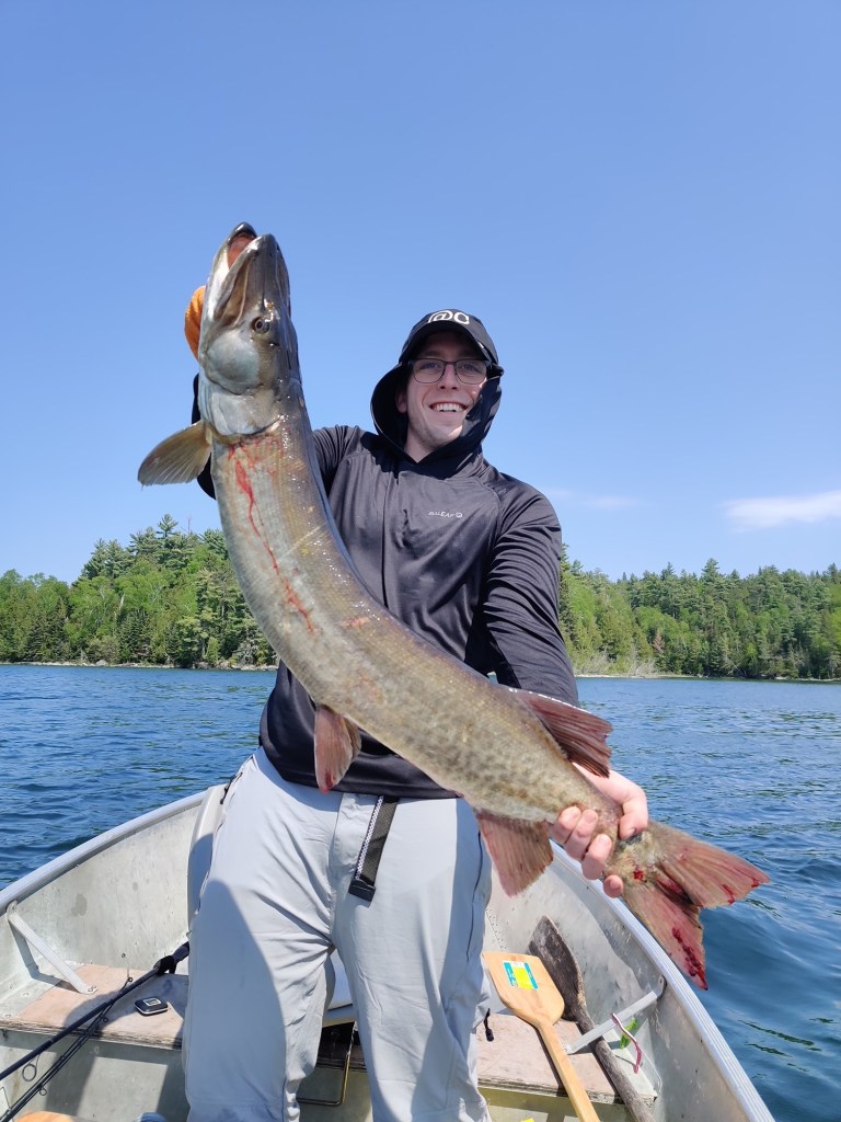A man holding a large fish while standing in a boat on a lake, surrounded by trees and a clear blue sky.