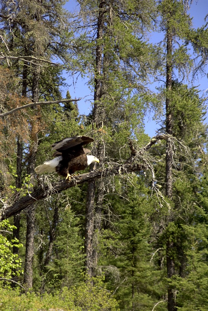 A bald eagle perched on a branch in a forest, surrounded by tall green trees under a clear blue sky.